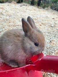 Disponibili cuccioli mix Rex x Ariete