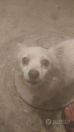 Cane volpino italiano