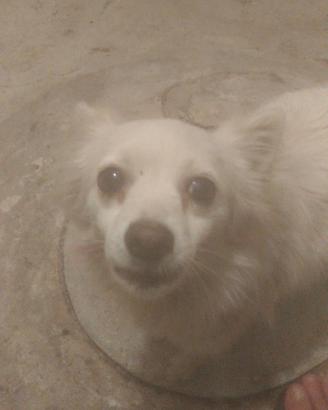 Cane volpino italiano