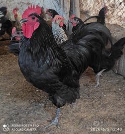Galline