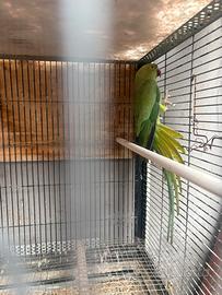 Femmina parrocchetto dal collare