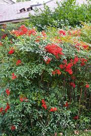 Nandina domestica
