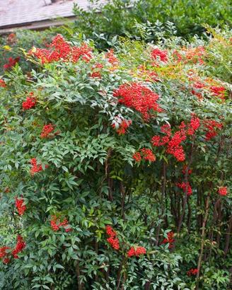Nandina domestica