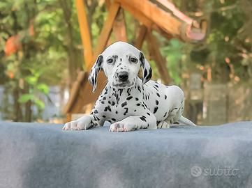 Cucciolo di Dalmata Bianco e Nero