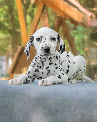Cucciolo di Dalmata Bianco e Nero