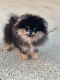 Pomerania mini mini