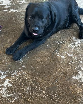 Labrador maschio disponibile per monta