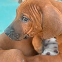 Cuccioli di razza Rhodesian Ridgeback