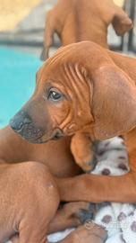 Cuccioli di razza Rhodesian Ridgeback