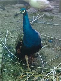 Animali