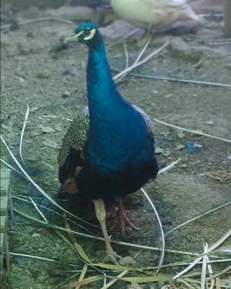 Animali