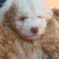Cuccioli di lagotto