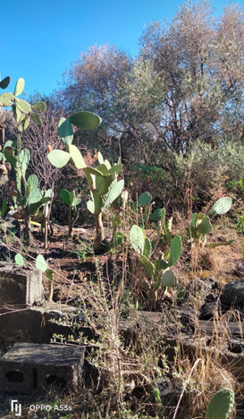 Terreno agricolo 1550mq