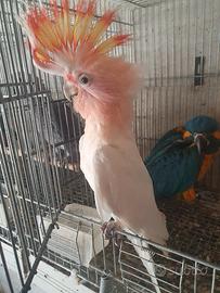 Pappagallo Cacatua Leadbeteri