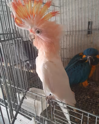 Pappagallo Cacatua Leadbeteri