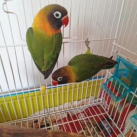 Coppia di inseparabili