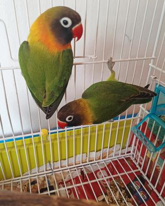 Coppia di inseparabili