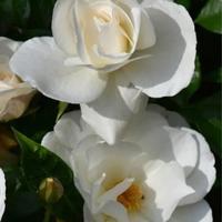 rosa Iceberg 