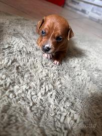 Pincher 1 mese e mezzo