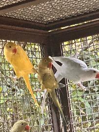 Parrocchetti dal collare
