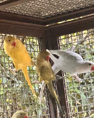 Parrocchetti dal collare