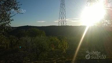 Uliveto contrada Cozzarolo - Pennino