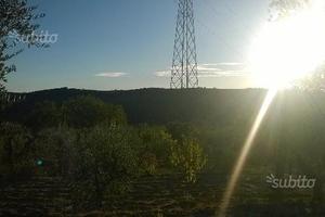 Uliveto contrada Cozzarolo - Pennino