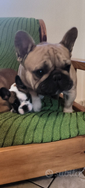 Bulldog francese fulvo per monta