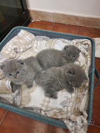 Scottish straight è fold