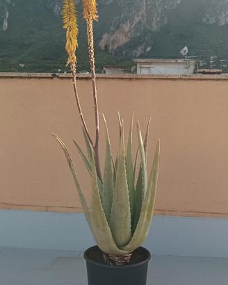 PIANTA DI ALOE 