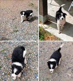 Border collie cucciola 75 giorni