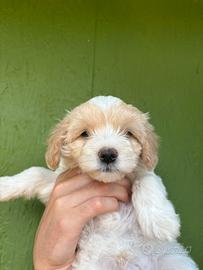 Cucciolo maltipoo