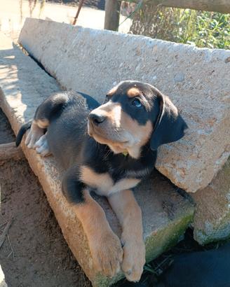 Cuccioli di cane