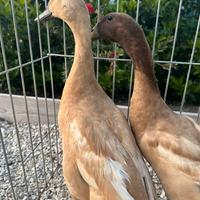 Anatra beneventana o delle janare