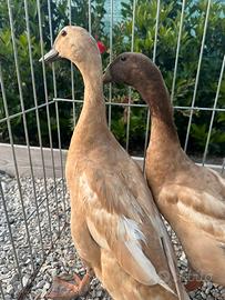 Anatra beneventana o delle janare