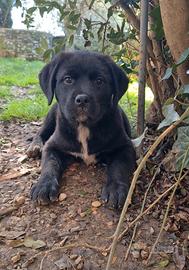 SAMARA, la cucciola più dolce del mondo