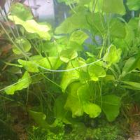 pianta acquario Nymphoides Hydrophylla 'Taiwan'
