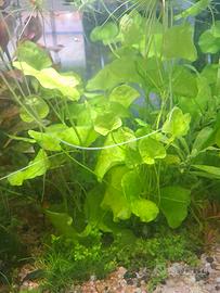 pianta acquario Nymphoides Hydrophylla 'Taiwan'
