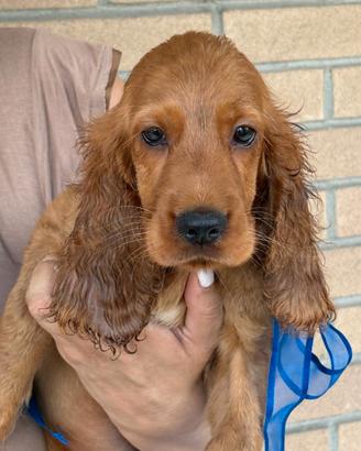 Cuccioli cocker spaniel - subito disponibili