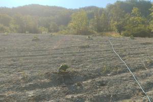 Paulownia e Bosco ceduo