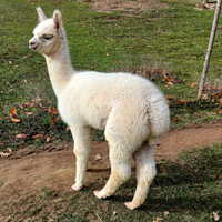 Alpaca maschio