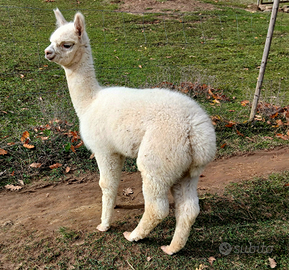Alpaca maschio