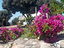 Immagine 7