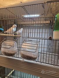 Canarini  Bianchi e a fattore Rosso