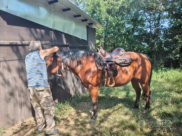 Vento quarter horse