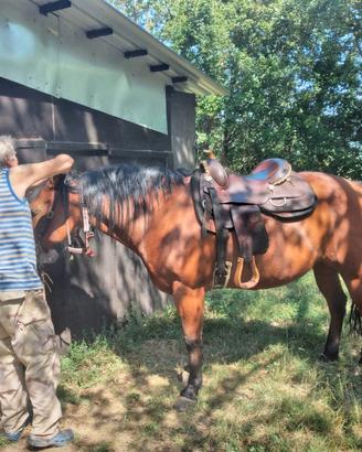 Vento quarter horse