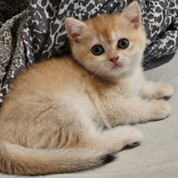 Meravigliosa cucciola british Shorthair femmina