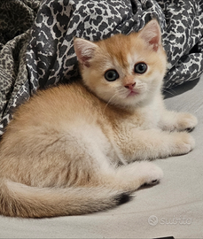 Meravigliosa cucciola british Shorthair femmina