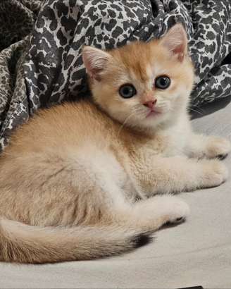 Meravigliosa cucciola british Shorthair femmina