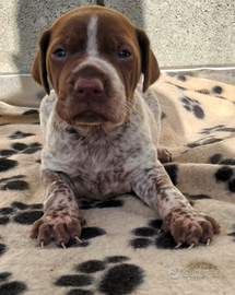 Cucciolo di bracco pointer